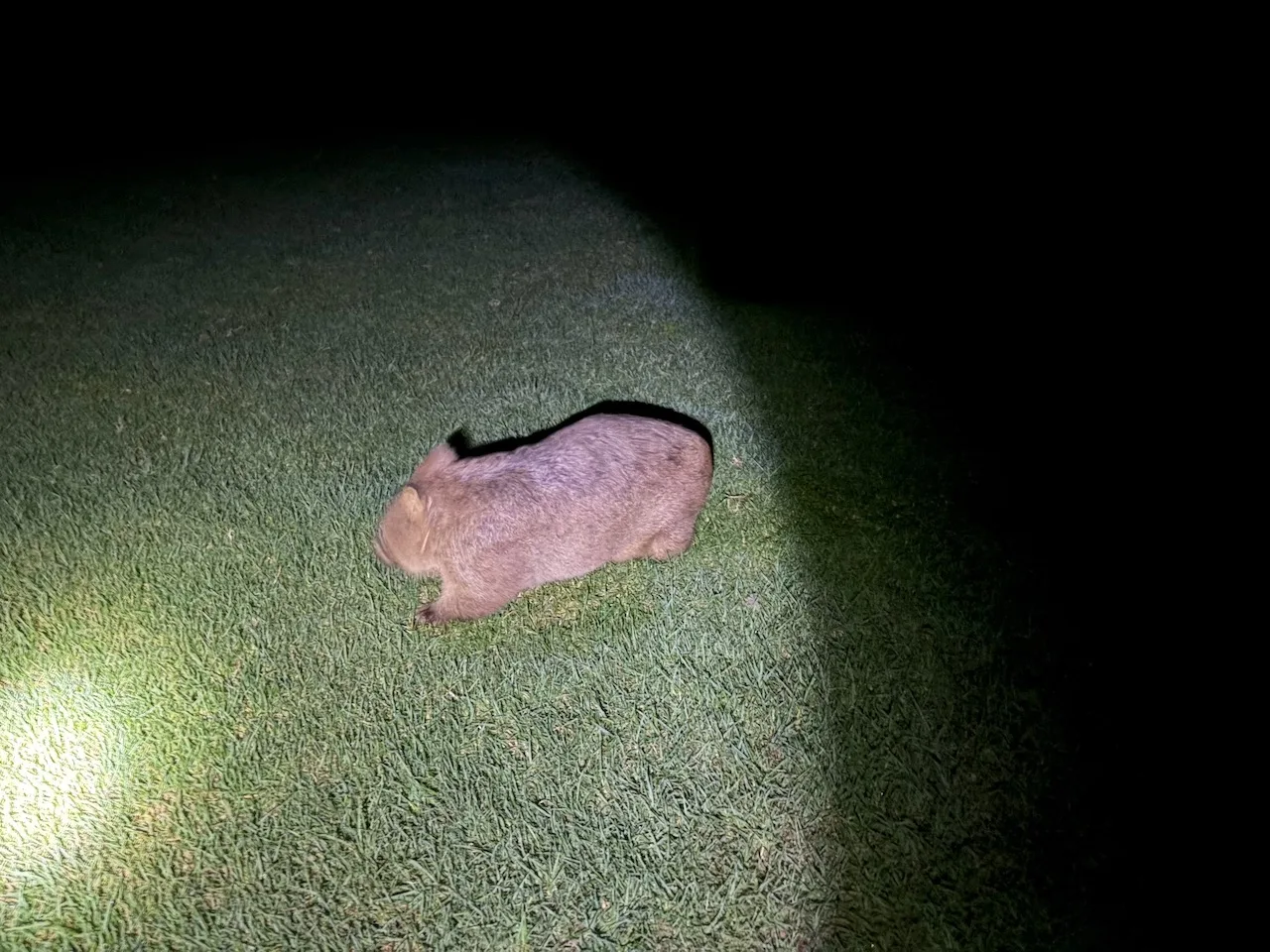 A wombat walking through Bendeela campground at night.
