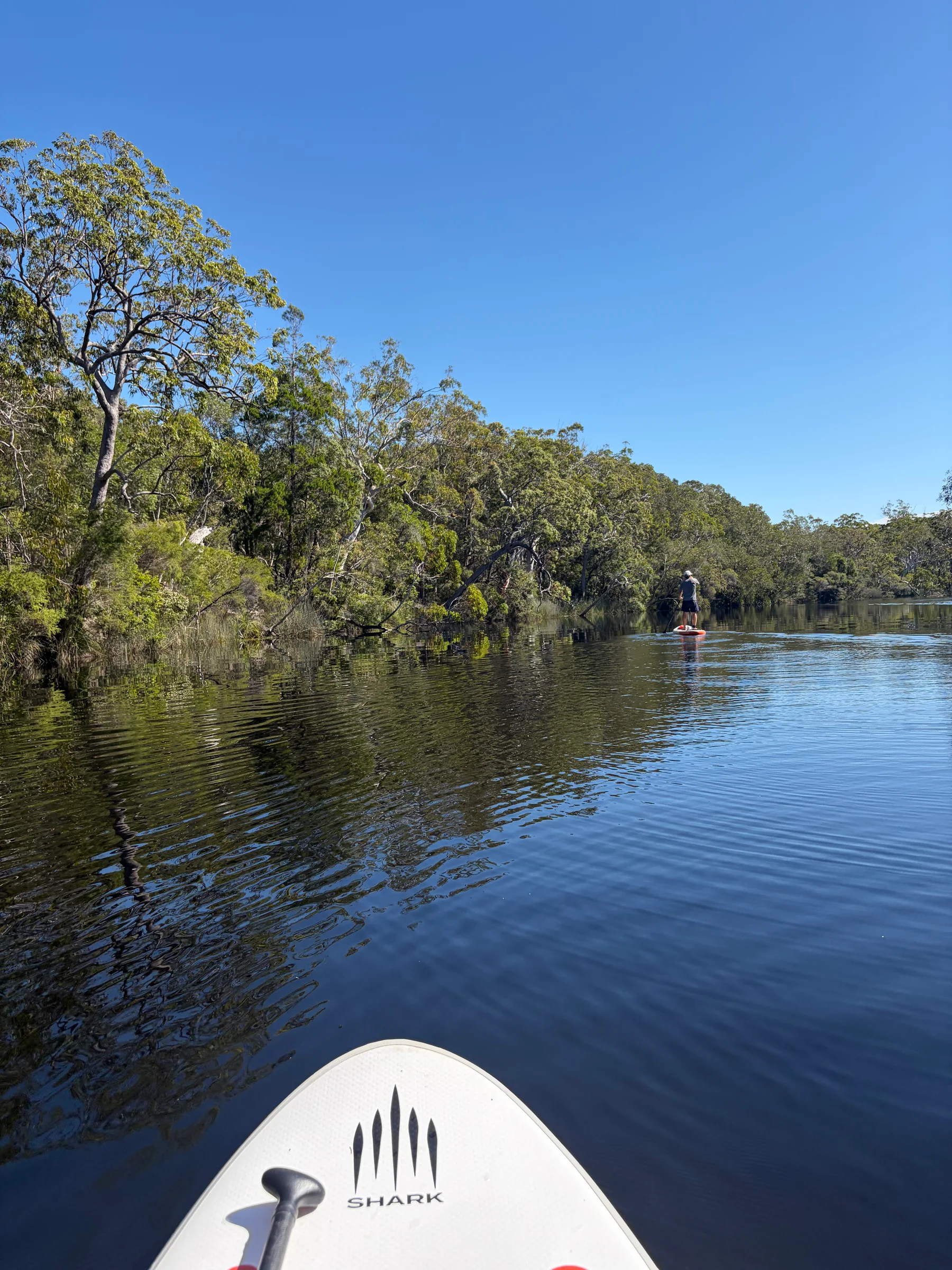 Two inflated SUP boards resting on the bank of the Noosa River, ready to launch.