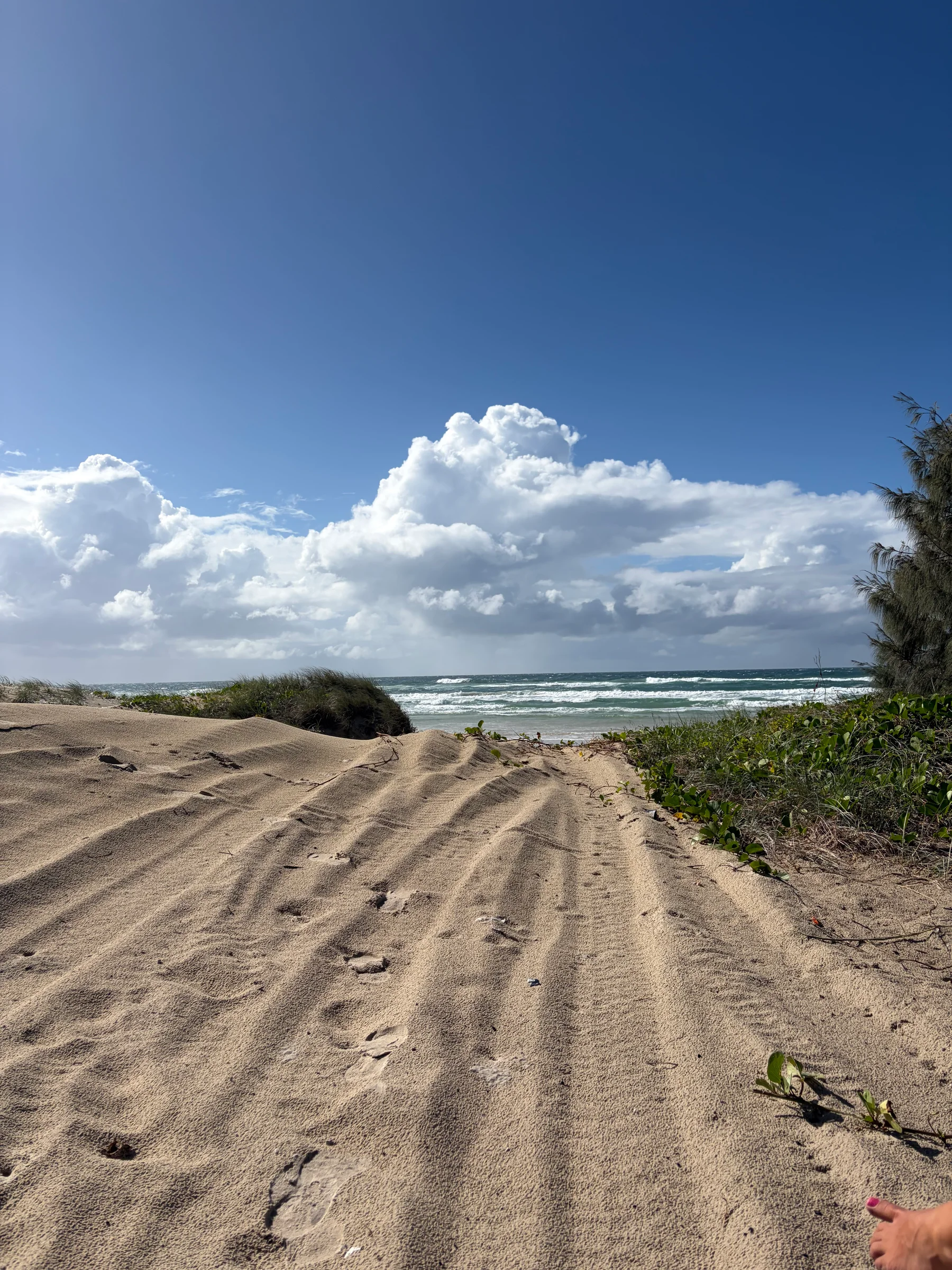 Soft sandy 4WD track winding through the national park to Harry's Hut.
