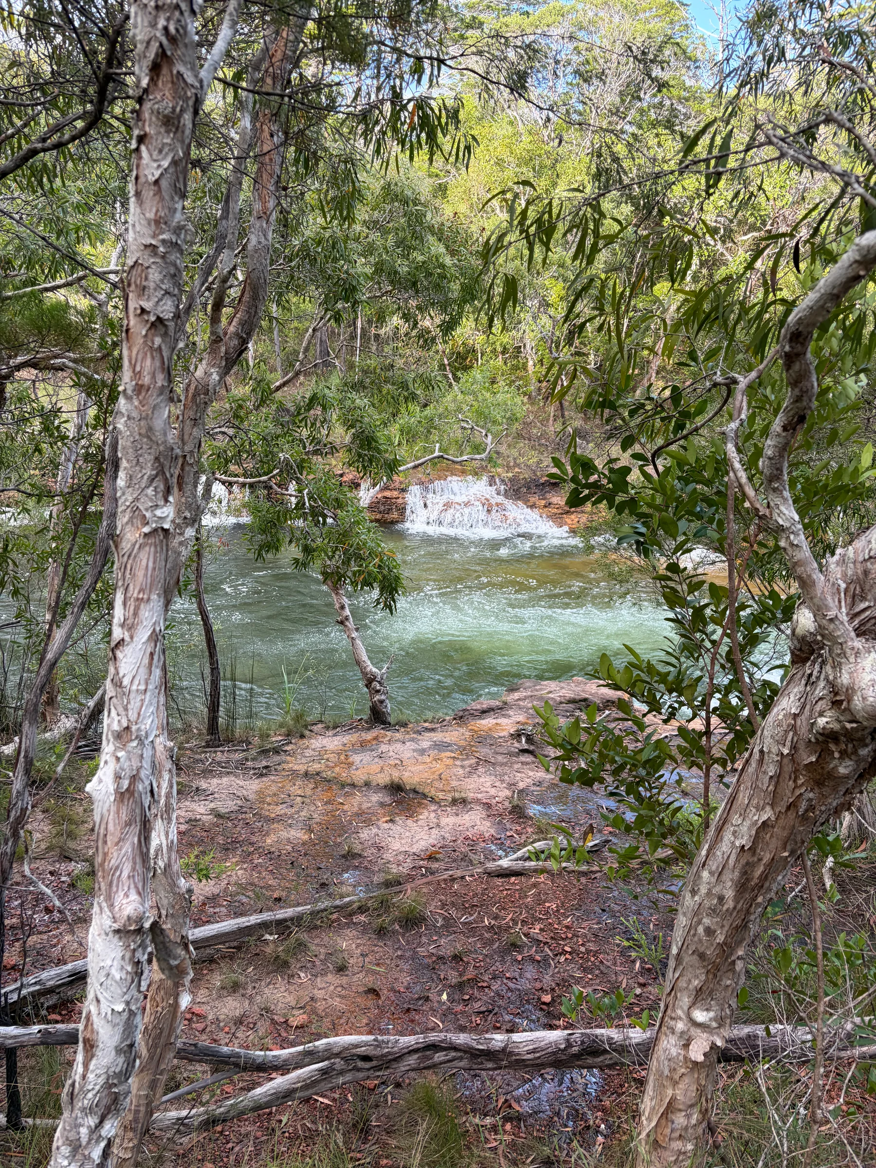 View of Elliot Falls framed through gum tree branches and rainforest vegetation