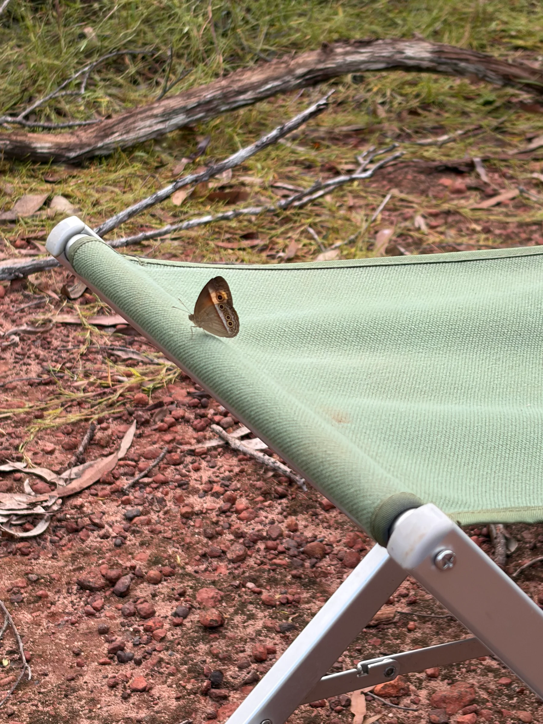 Close-up of a hammock with a butterfly resting on the mesh, red dirt and leaf litter below